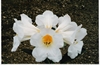 Rhodo Stead's Best Seedlings